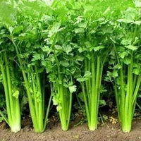 Leisure Cilantro Coriandrum sativum Growing in Container for Kitchen Garden