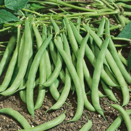 Contender Bush Bean seeds for home garden planting.