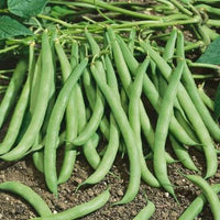 Contender Bush Bean seeds for home garden planting.