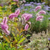 Pink Alaskan Burnet Flower seeds for Planting - Compact Growth, Heirloom & GMO Free Seeds for Home Garden
 
 Sale seeds for planting in home garden