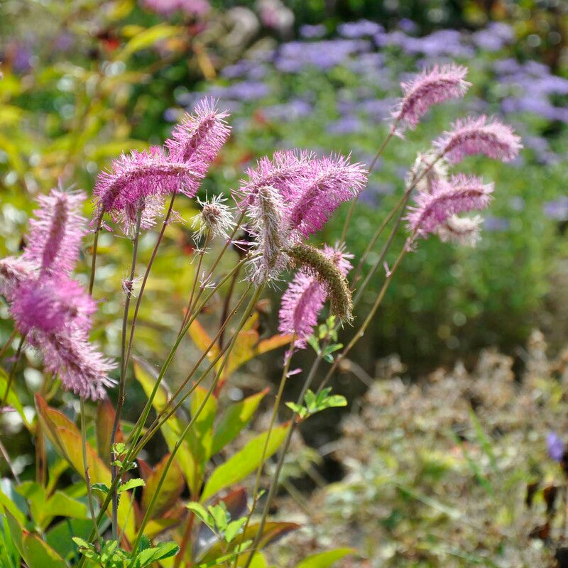 Pink Alaskan Burnet Flower seeds for Planting - Compact Growth, Heirloom & GMO Free Seeds for Home Garden
 
 Sale seeds for planting in home garden
