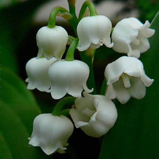 Convallaria majalis flower seeds suitable for shaded borders and containers.