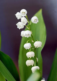 Convallaria majalis flower seeds suitable for woodland gardens and containers.
