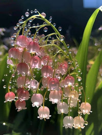 Convallaria majalis pink flower seeds suitable for borders and containers.