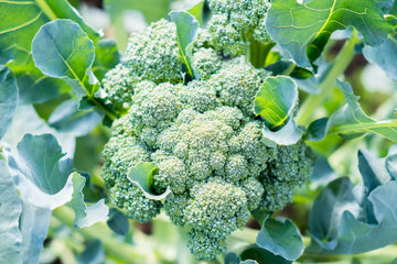 Broccoli plants with healthy foliage thriving in a raised garden bed.

