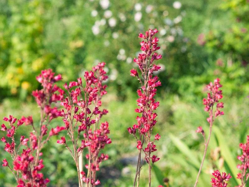 Heirloom Coral Bells Flower seeds for Planting Long Bloom Season Heirloom & GMO Free Seeds for Home Garden