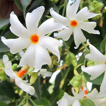 Coral Jasmine flower seeds for planting in home gardens and borders.