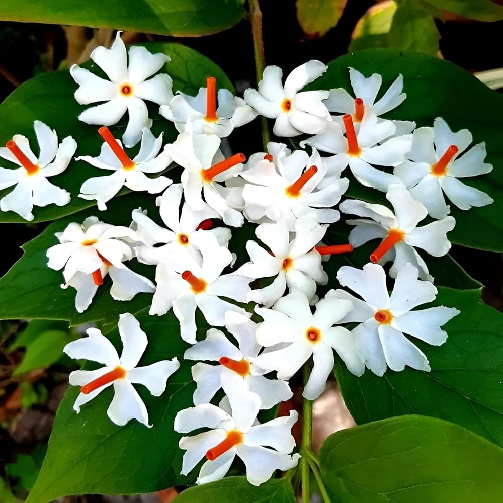 Coral Jasmine seeds for ornamental gardens and landscape planting.