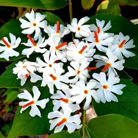 Coral Jasmine seeds for ornamental gardens and landscape planting.