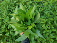 Corchorus olitorius seeds for raised beds and container planting.
