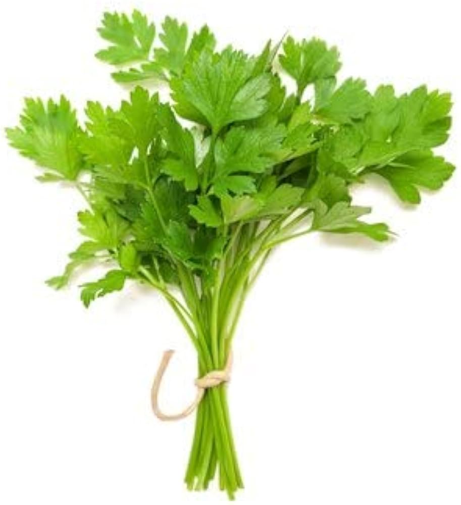 Coriander white flower clusters attracting pollinators