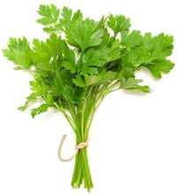 Coriander white flower clusters attracting pollinators
