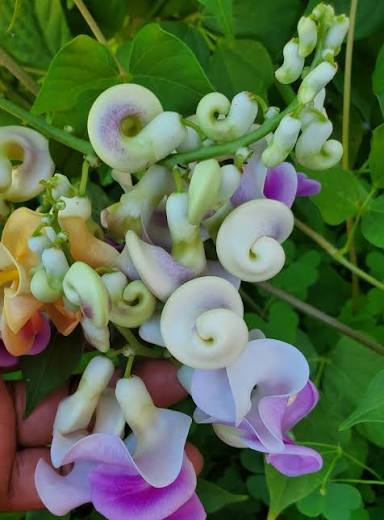
Corkscrew Vine with fragrant purple pink and ivory summer flowers