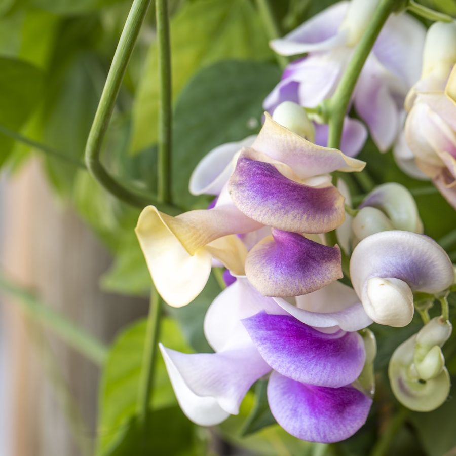Corkscrew Vine Vigna caracalla potted perennial plant with purple blooms