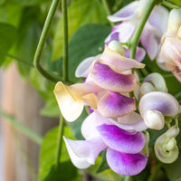 Corkscrew Vine Vigna caracalla potted perennial plant with purple blooms