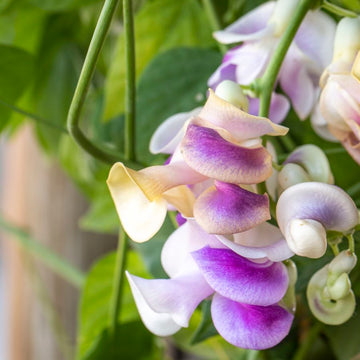 Corkscrew Vine Vigna caracalla potted perennial plant with purple blooms