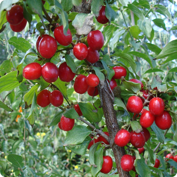 Cornelian cherry dogwood seeds Cornus mas hardy edible ornamental shrub