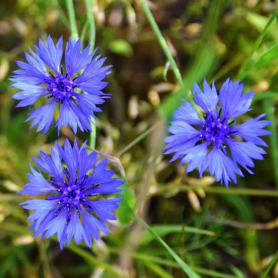 Cornflower annual wild flower seeds for colorful garden planting