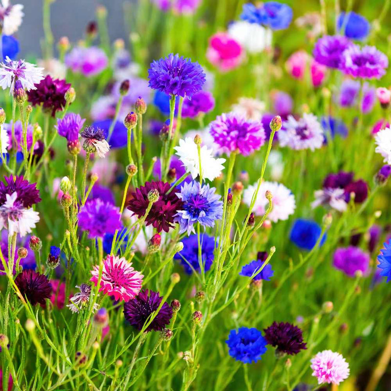 Cornflower Dwarf Polka Dot Mix flower seeds for colorful annual garden blooms