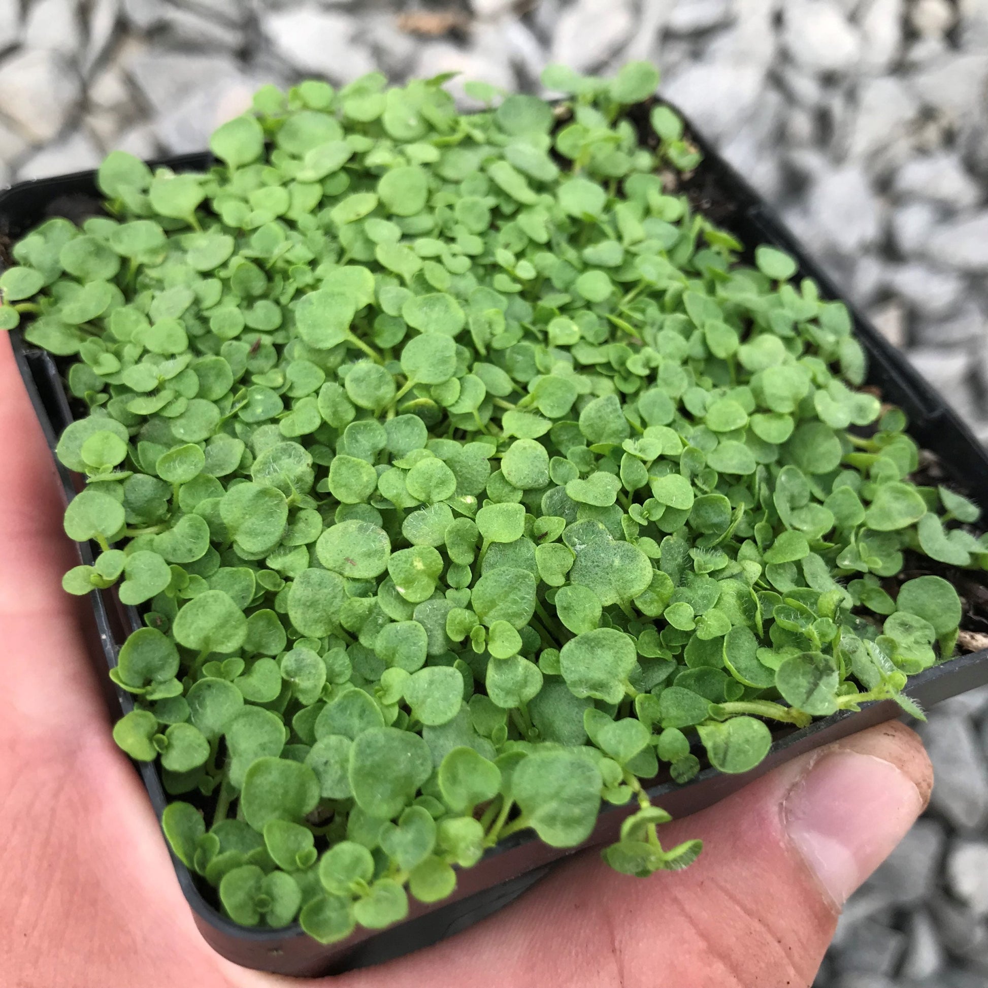 Corsican Mint herb growing along a garden border with lush green leaves.