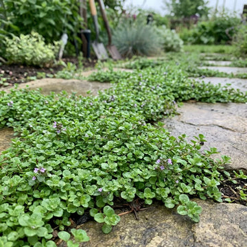 Corsican Mint plants forming a fragrant green ground cover in a garden