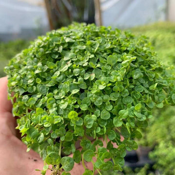 Corsican Mint (Mentha requienii) seeds for planting in home gardens and containers.