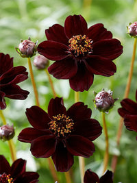 Cosmos atrosanguineus flower seeds suitable for raised beds, borders, and containers.