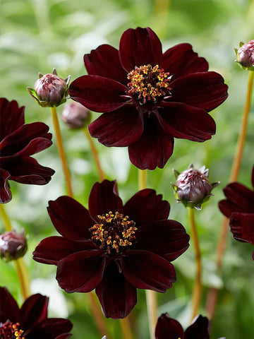 Cosmos atrosanguineus flower seeds suitable for raised beds, borders, and containers.