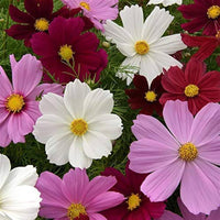 Heirloom Cosmos flowers blooming in a colorful garden bed
