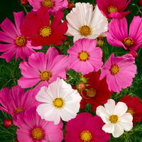 Cosmos Flower seeds for Planting - Wildflower Mix, Heirloom & GMO Free Seeds for Home Garden