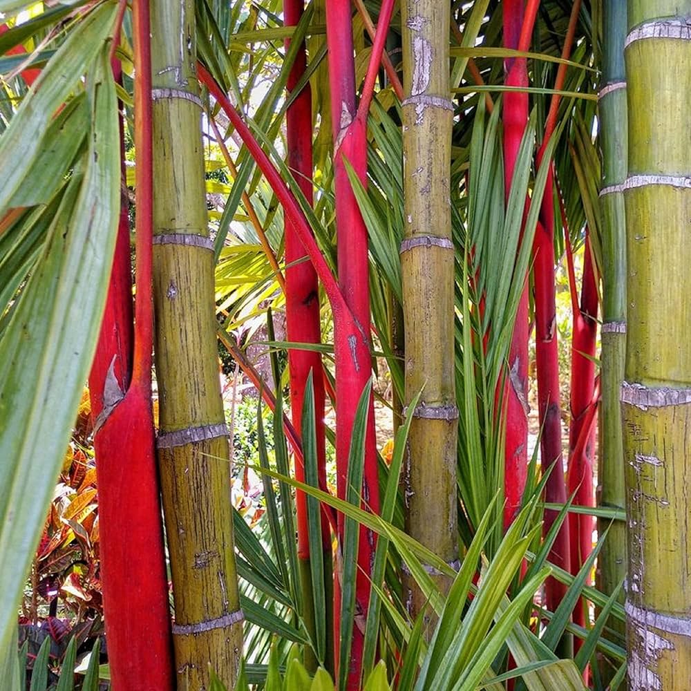 Red bamboo growing in a decorative outdoor landscape garden.