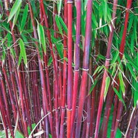 Costa Rica Red Bamboo seeds for planting in ornamental garden landscapes.