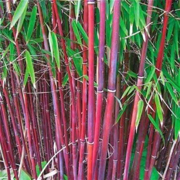 Costa Rica Red Bamboo seeds for planting in ornamental garden landscapes.