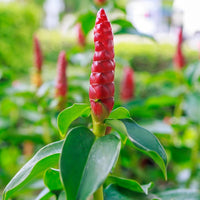 Costus igneus plant growing in a lush home garden.