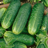 County Fair Improved Hybrid Cucumber seeds for home garden planting.