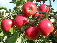 Crab Apple tree with small tart fruit