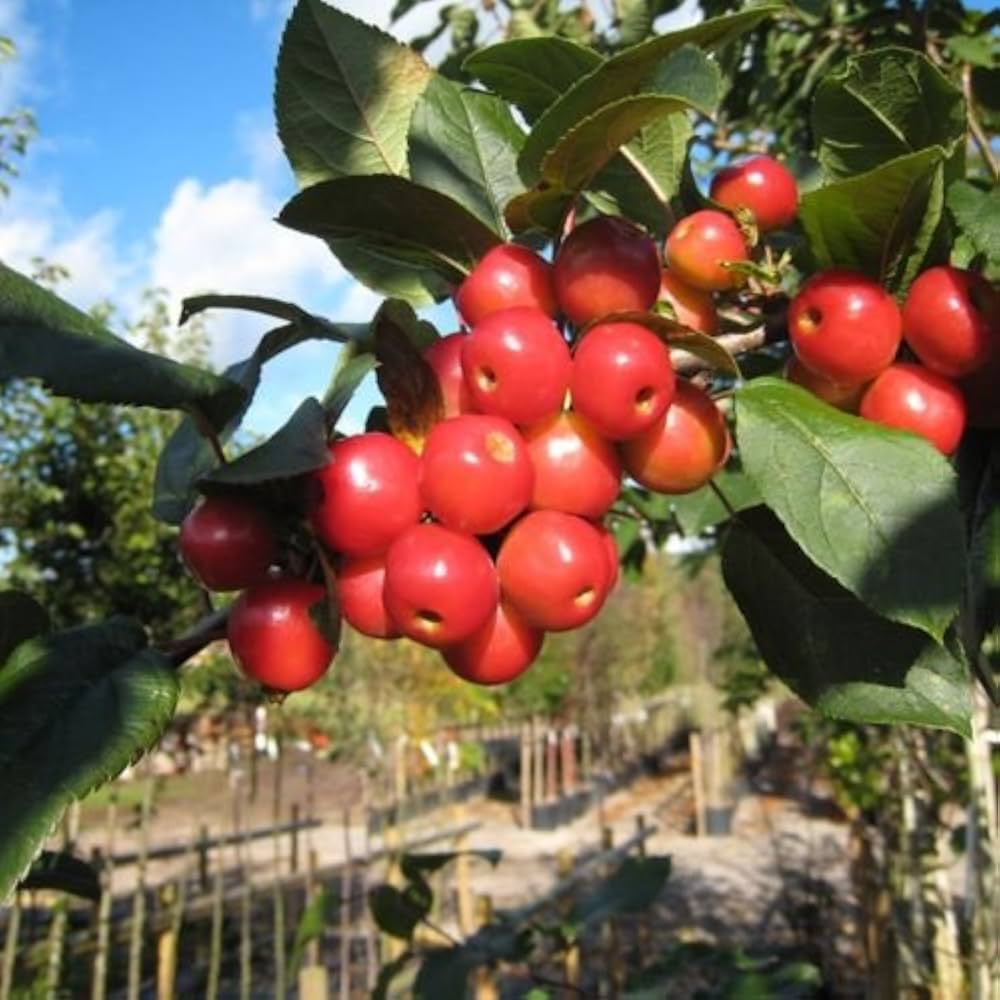 Crabapple seeds for planting Malus pumila