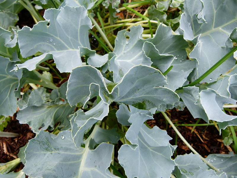 Crambe maritima vegetable seeds suitable for coastal gardens and containers.