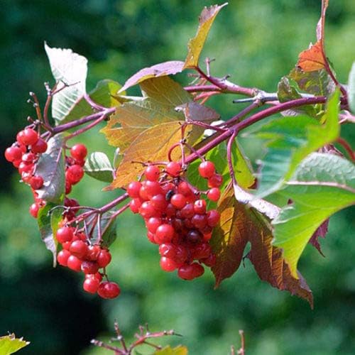 Low-growing cranberry vines in bed