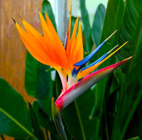 Crane Flower Strelitzia plant with large tropical foliage