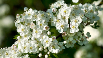 Monogyna Flower seeds for Planting - Cottage Garden Essential, Heirloom & GMO Free Seeds for Home Garden