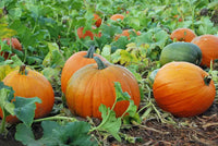 Cream Pumpkin plants growing in garden