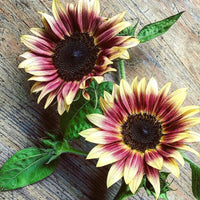 Cream Violet Sunflower Blooms in Garden