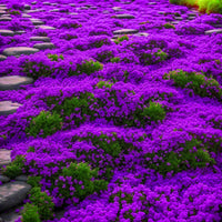 Creeper flower seeds for planting on trellises and garden fences.