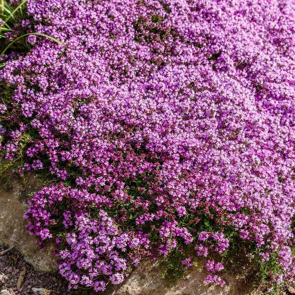 Creeping Thyme plants blooming in a sunny rock garden.