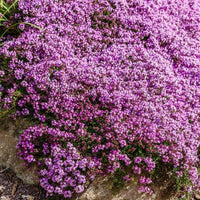 Creeping Thyme plants blooming in a sunny rock garden.