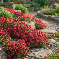 Creeping Thyme seeds suitable for ground cover, pathways, and containers.