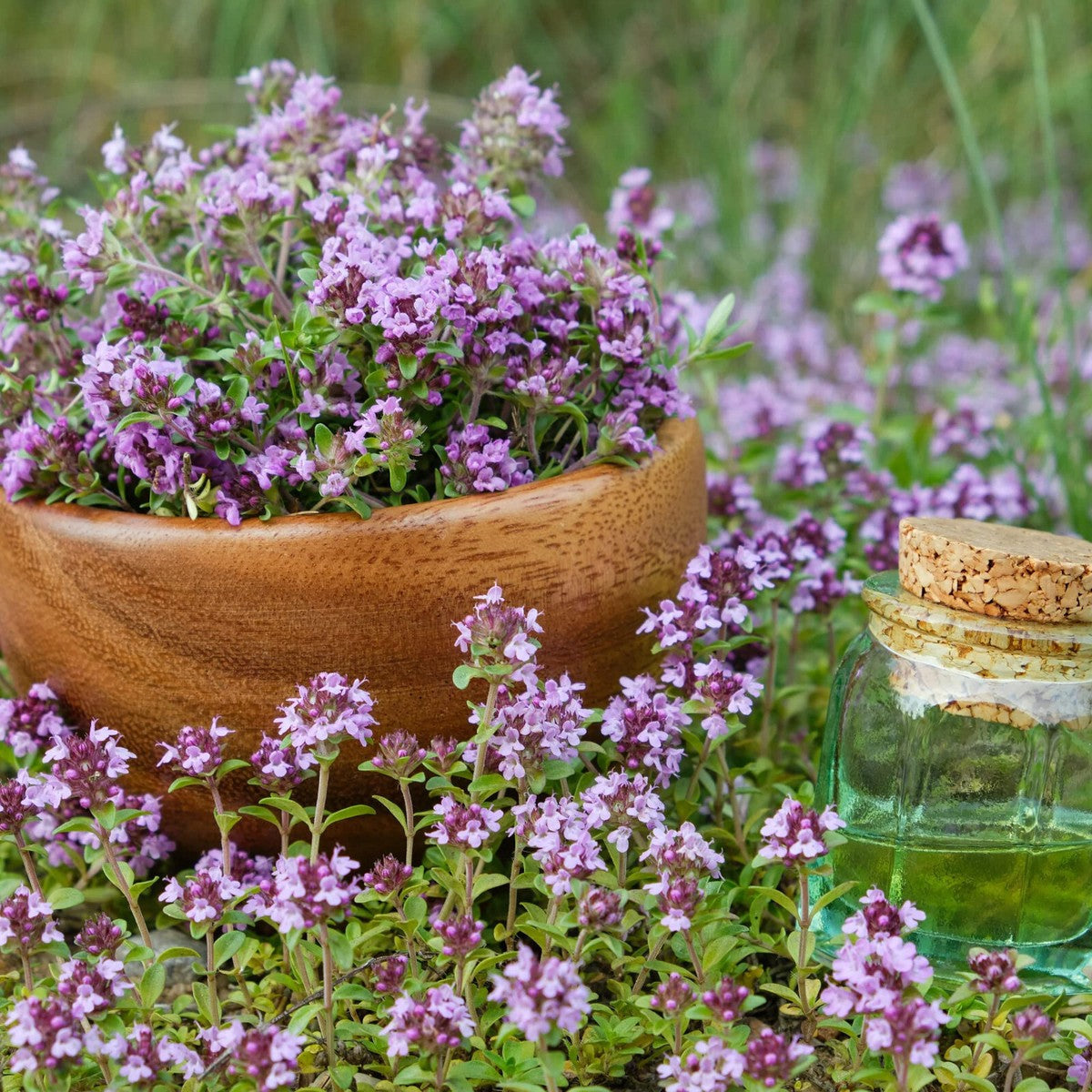 Creeping Thyme seeds for growing ornamental ground cover in garden landscapes.