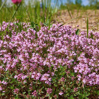 Creeping Thyme herb plants creating a dense green carpet in outdoor landscapes.