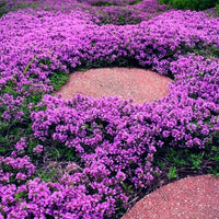 Creeping Thyme growing as a fragrant green ground cover with purple flowers.